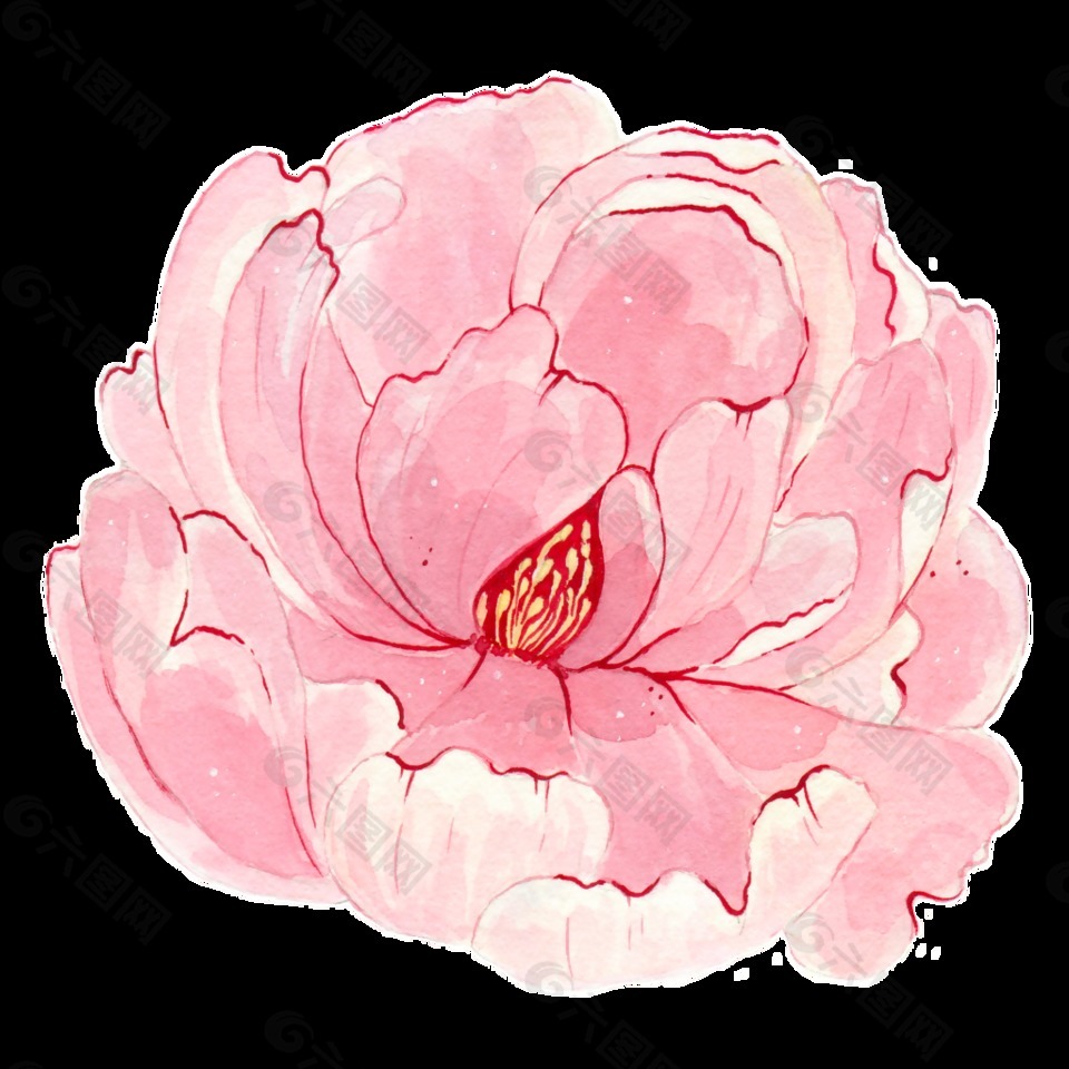 彩绘牡丹花PNG透明素材