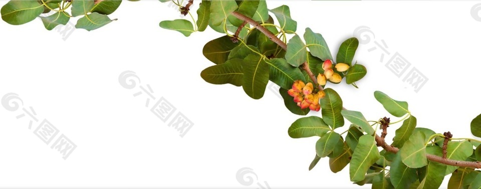 綠色葉子鮮花png元素