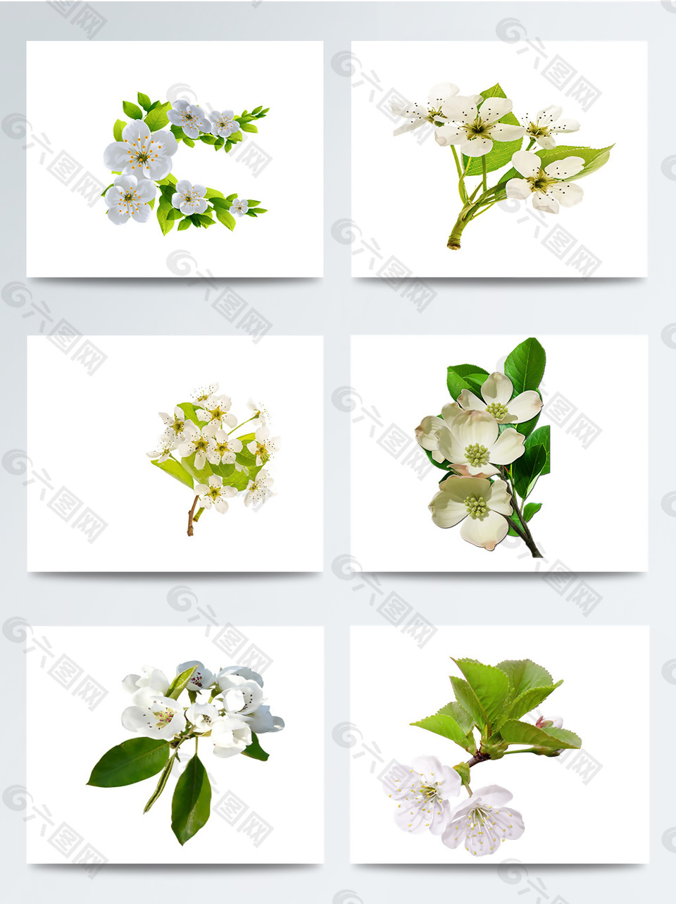 白色盛開(kāi)的梨花主題元素