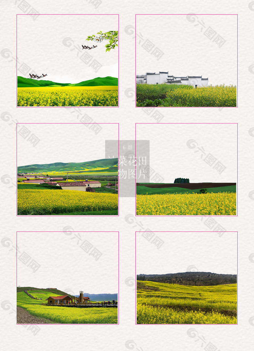 油菜花田素材圖片合集