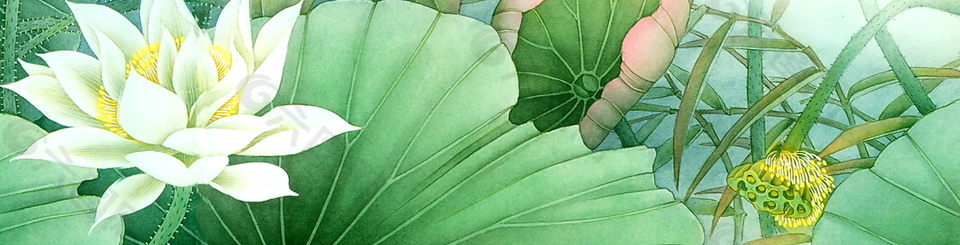 綠色夏日荷花背景圖