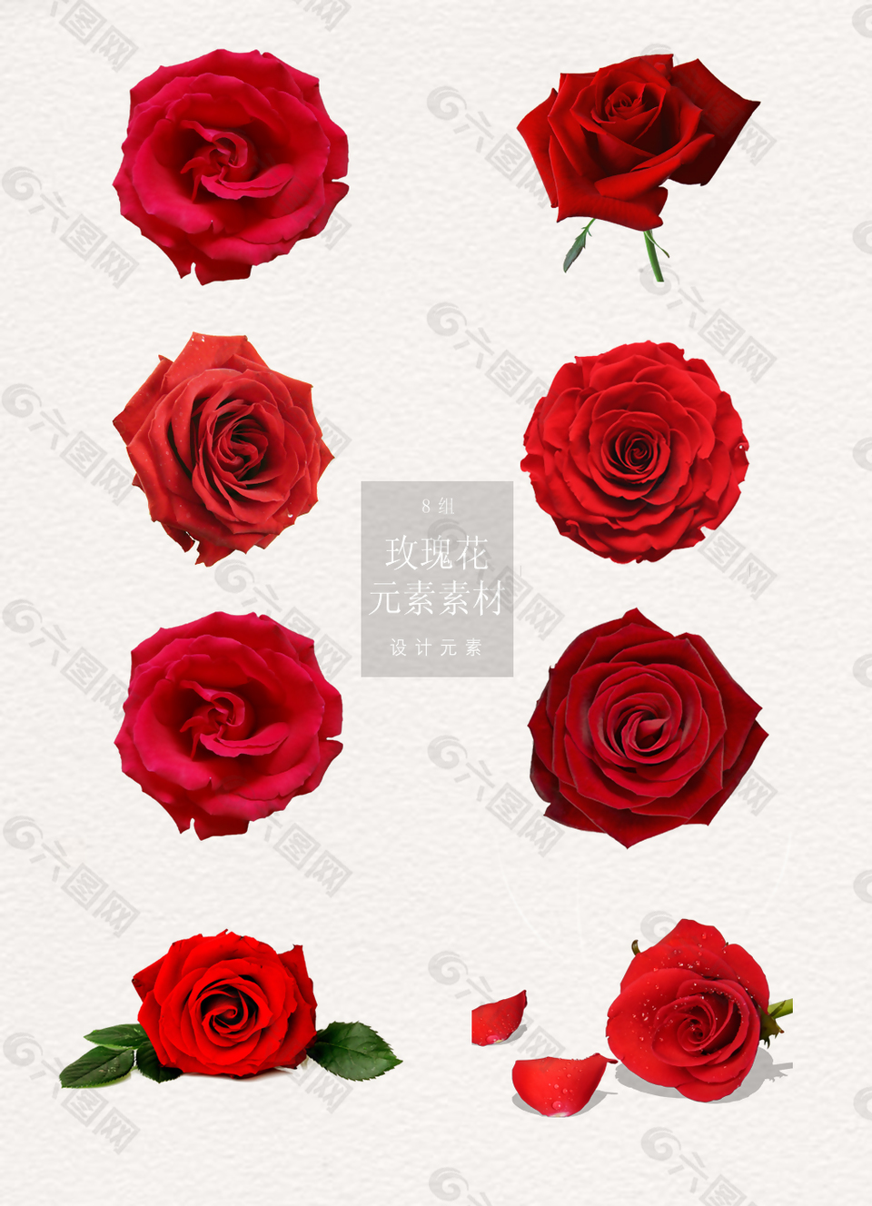 精美的玫瑰花花朵元素素材