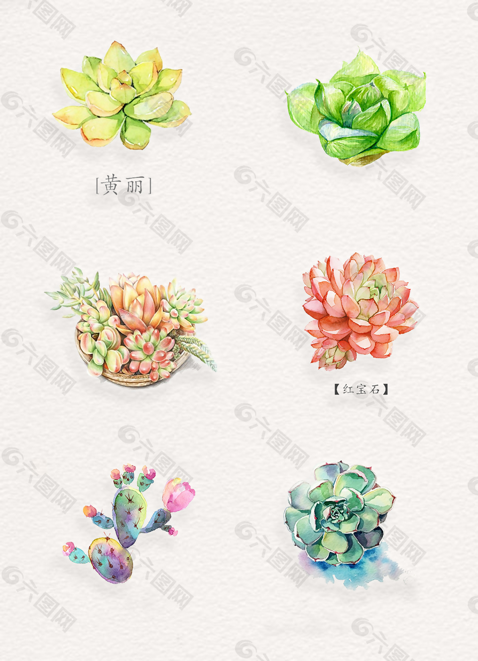 彩鉛小清新各種多肉植物png元素