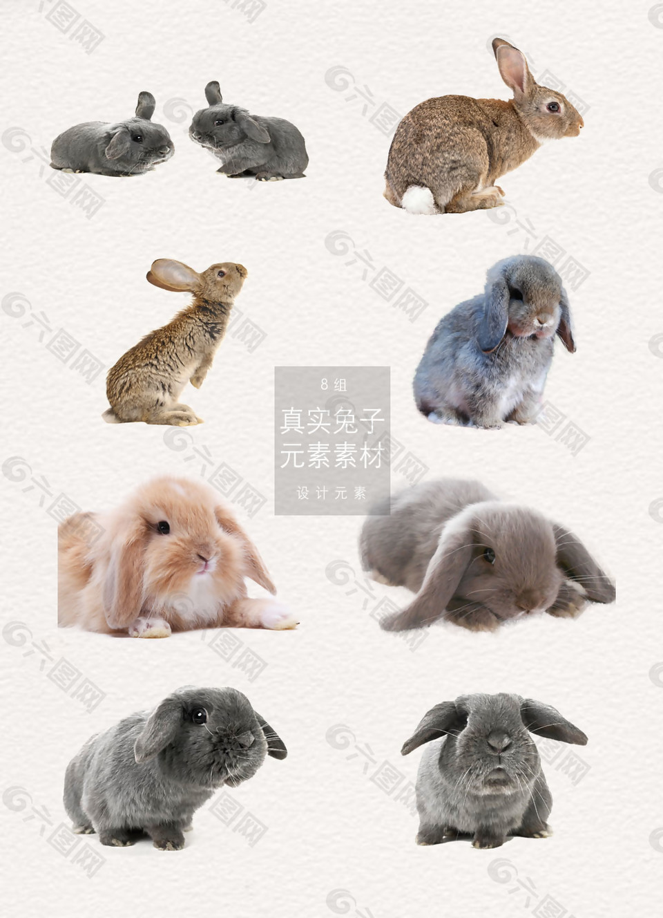 真實(shí)的兔子元素素材