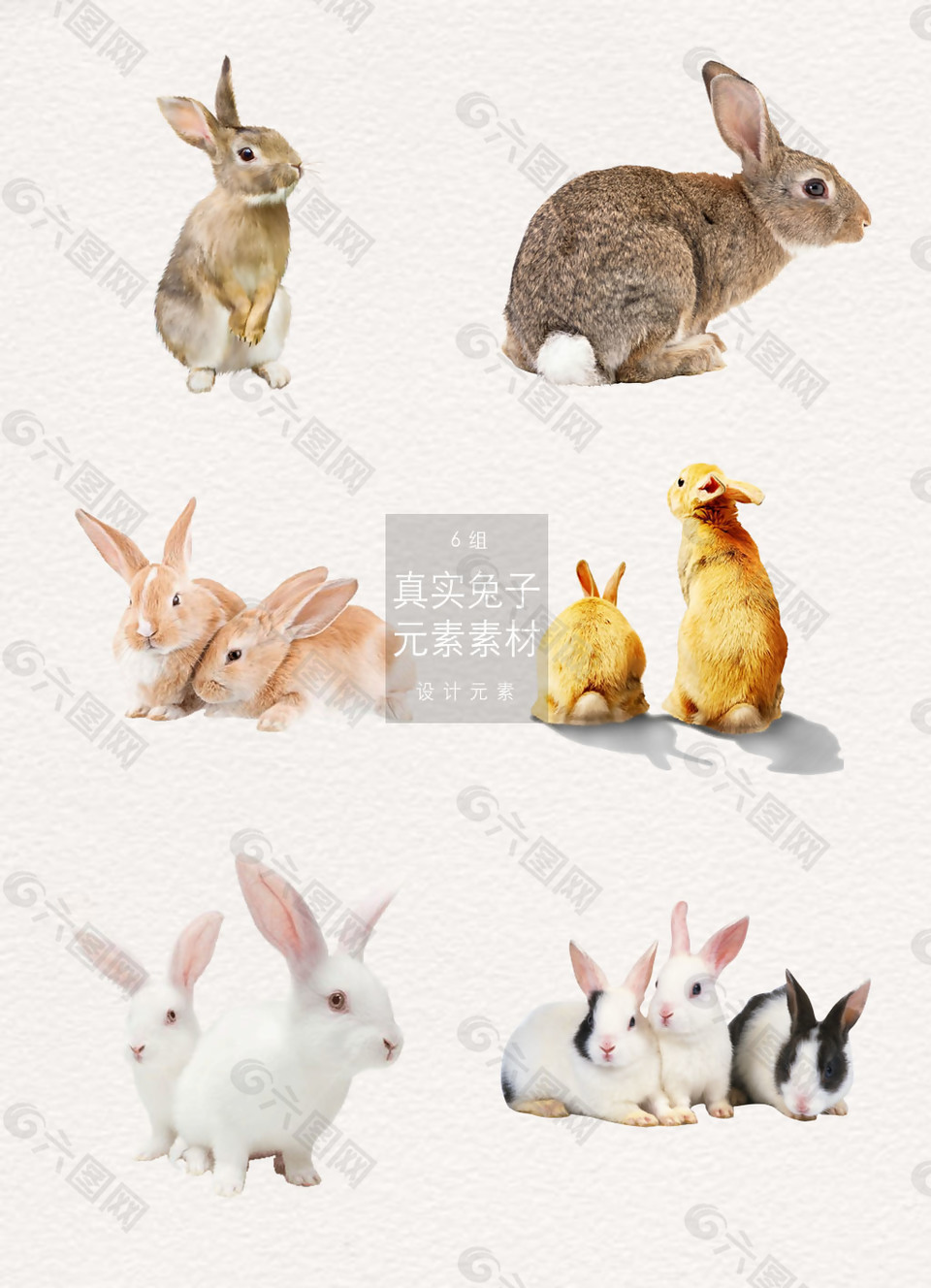 可爱多色的兔子png素材