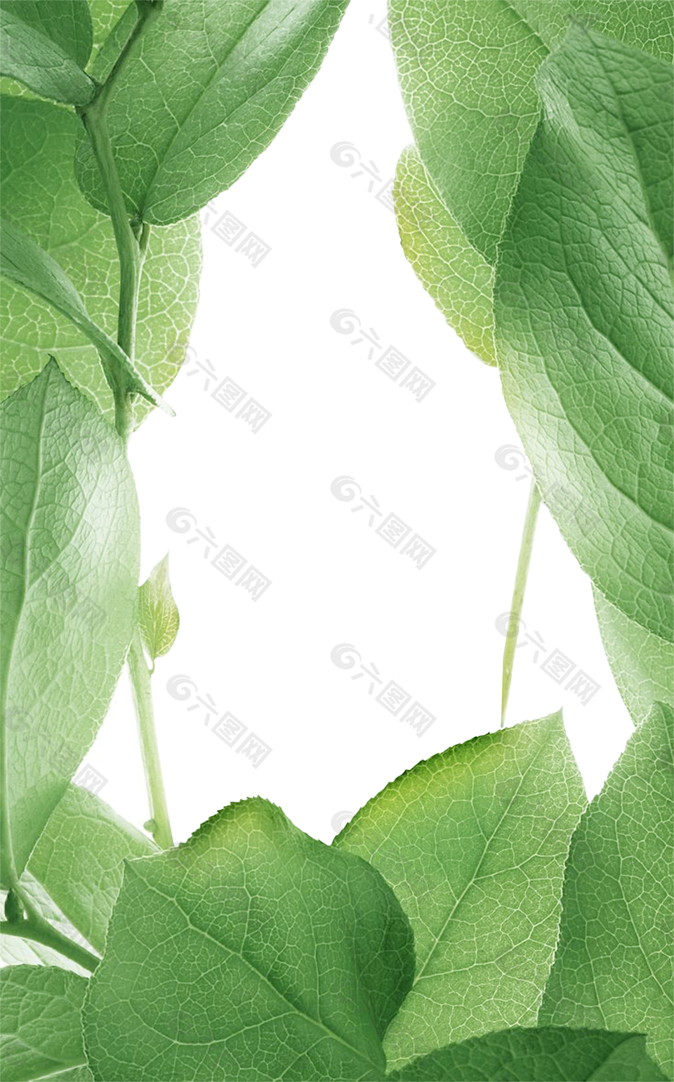 清新夏天植物海報背景