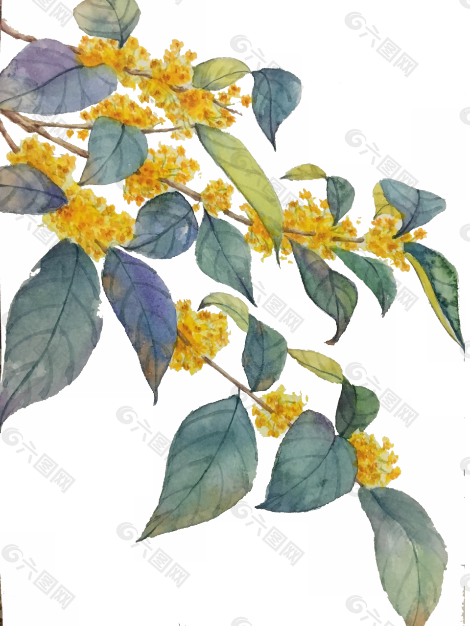 中国风桂花素材