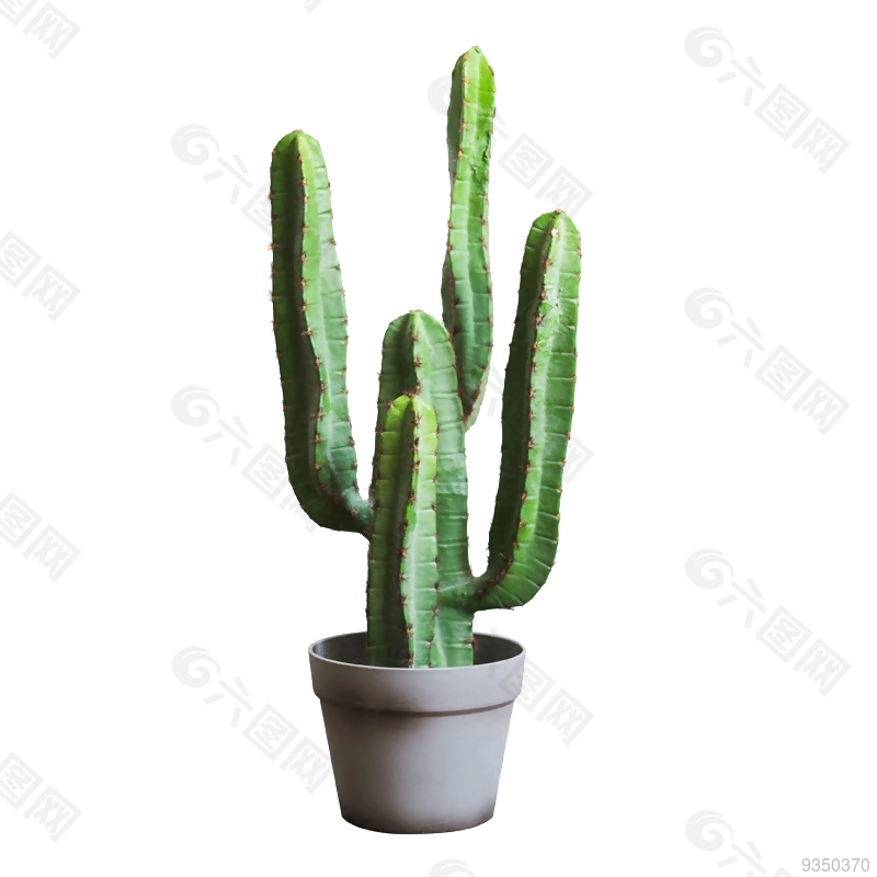 植物