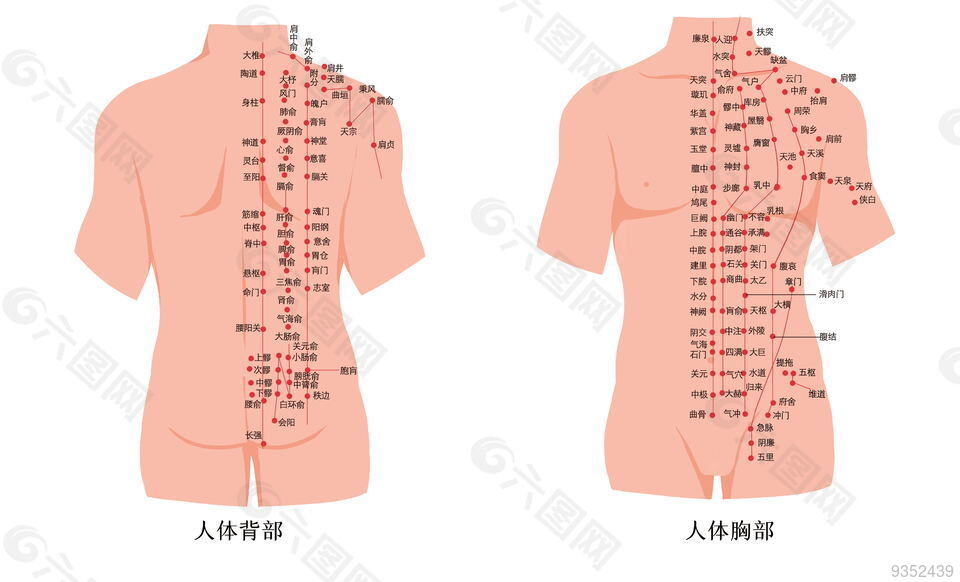 人体腹部及背部经络穴位图