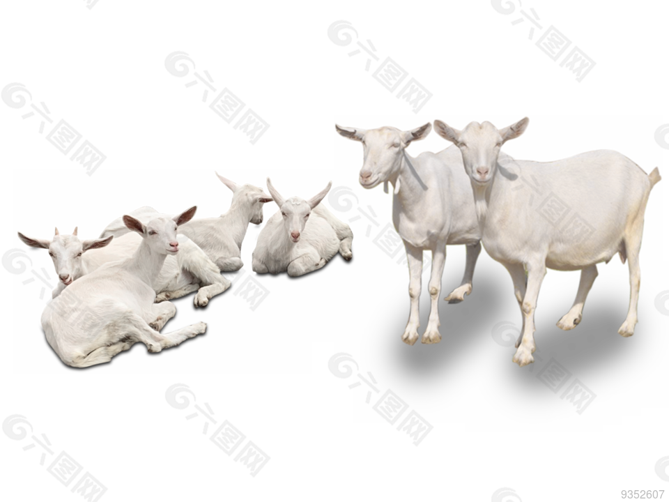 山羊