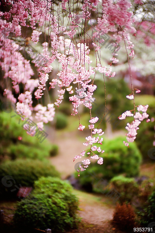 花花風(fēng)景