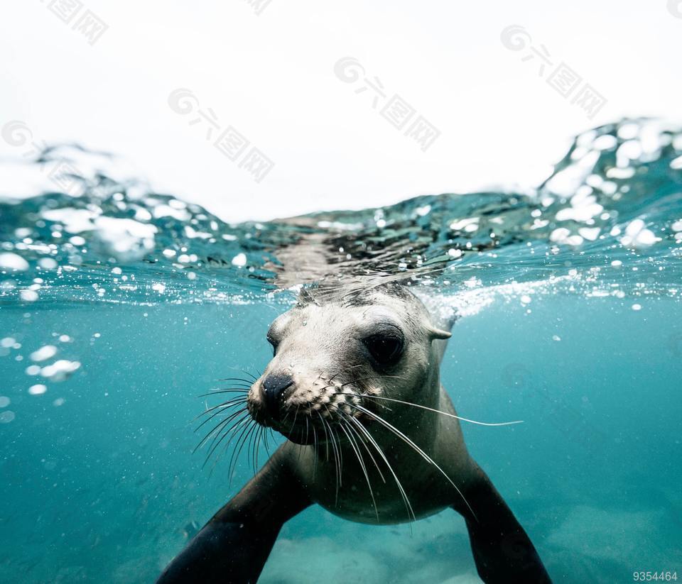海豹 水下海豹 自然 水下動物