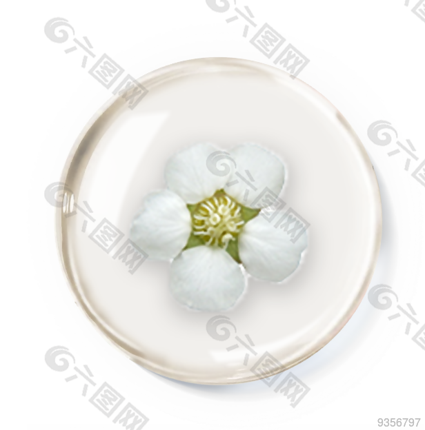 棉花精華