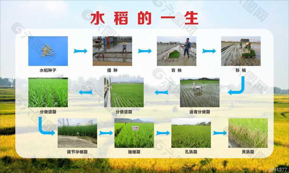 水稻的一生農(nóng)業(yè)宣傳展板設(shè)計(jì)