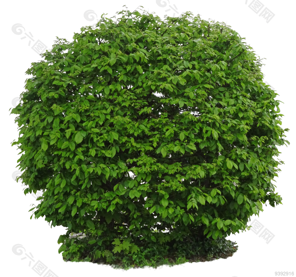 高清灌木素材免摳圖