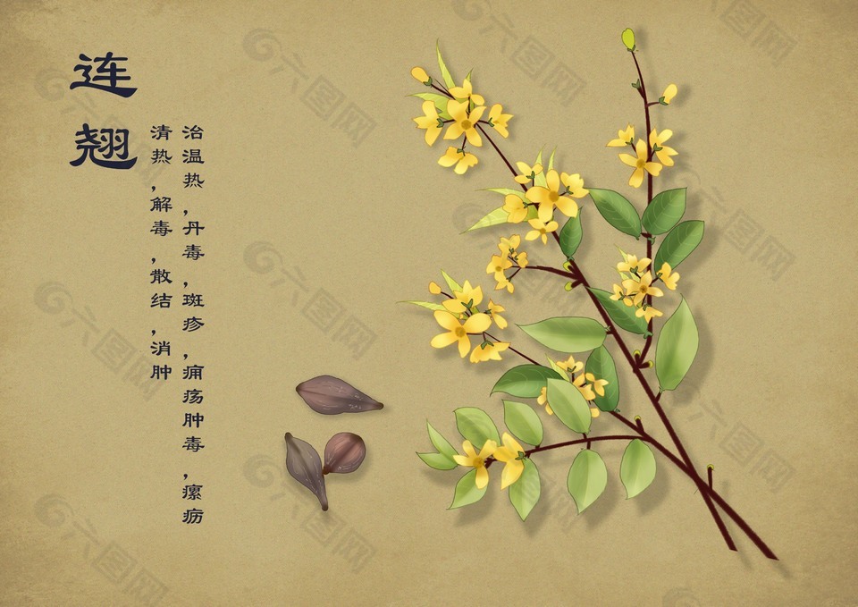 连翘中医草本植物