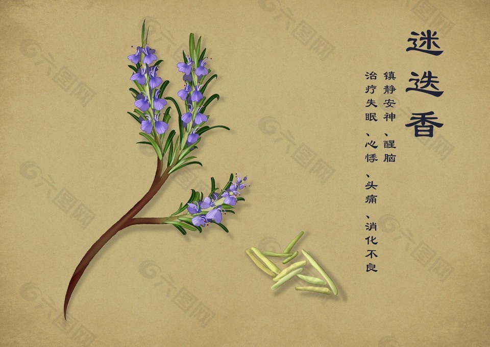 迷迭香中草药简笔画