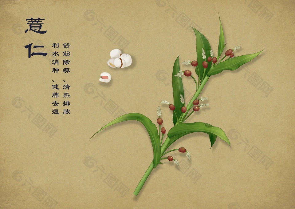 手繪中國風中藥插畫薏仁