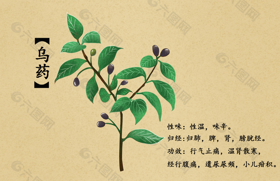 藥用植物烏藥插畫