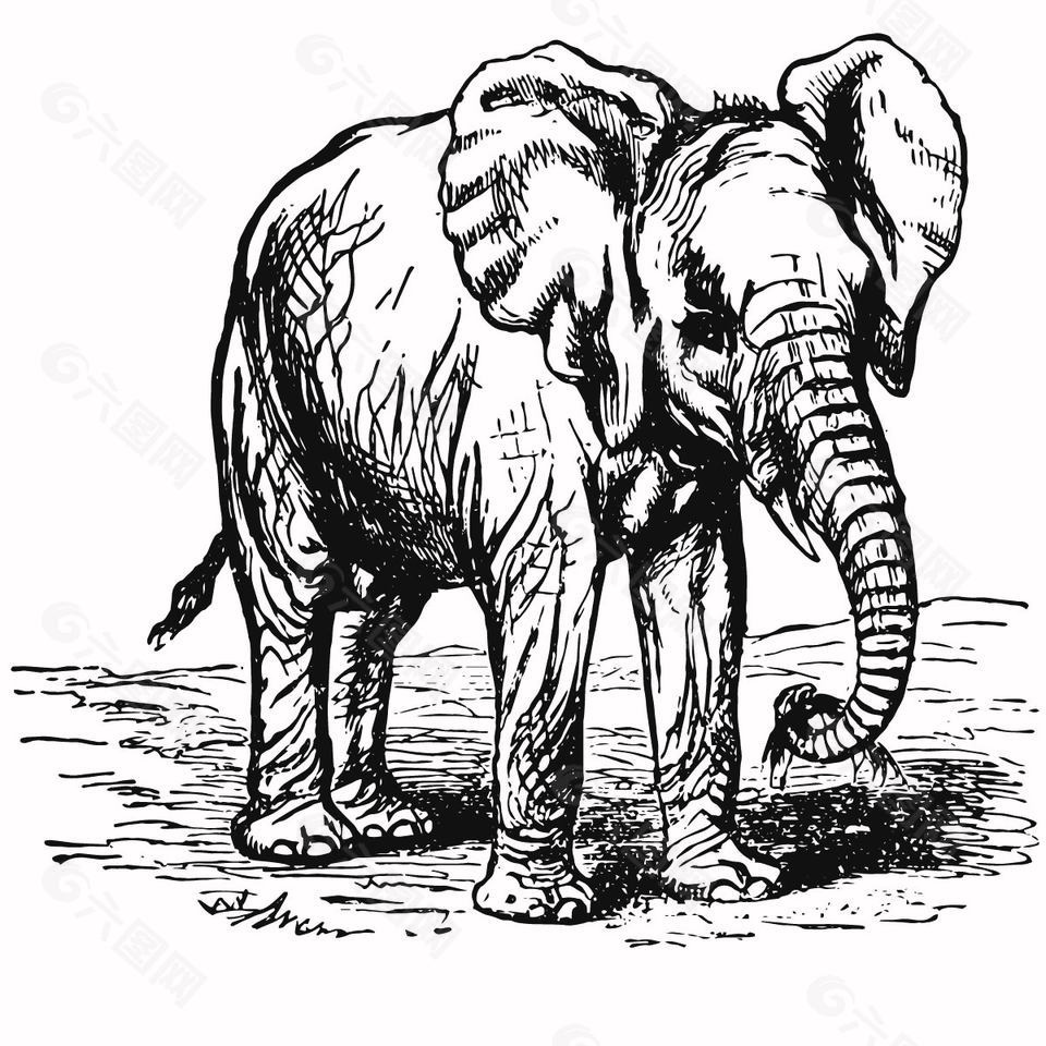 寫實(shí)風(fēng)格野生動(dòng)物大象插畫