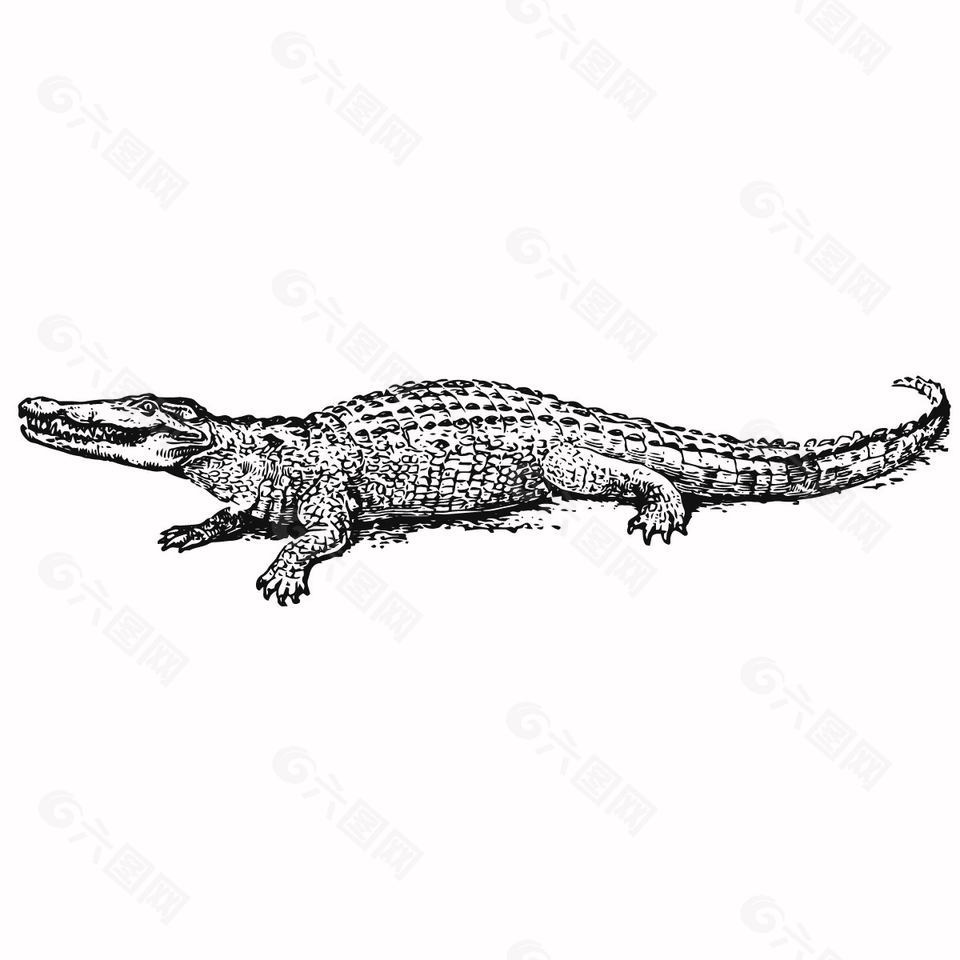 復古線描風格鱷魚插畫
