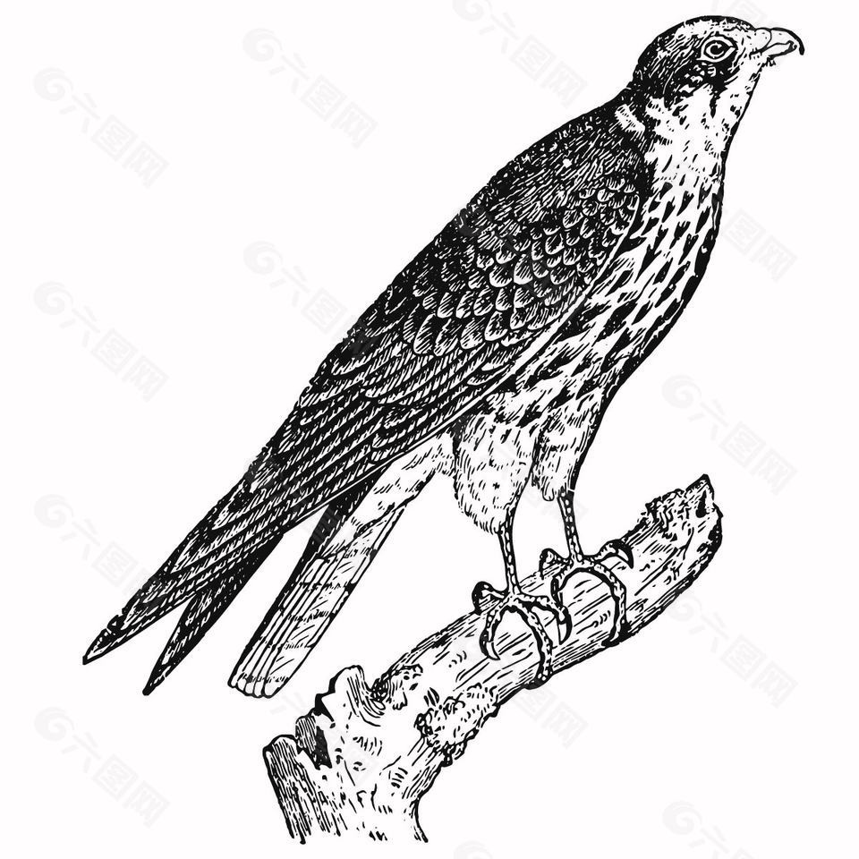 野生動(dòng)物游隼鳥類插畫
