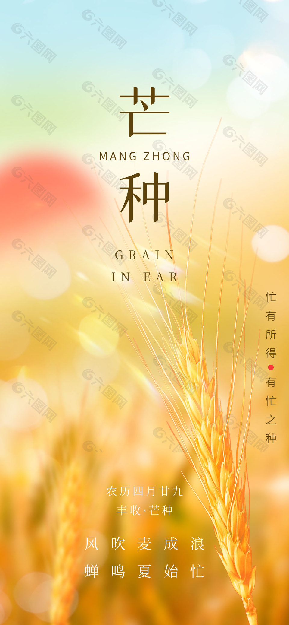 風吹麥成浪蟬鳴夏始忙芒種實景海報