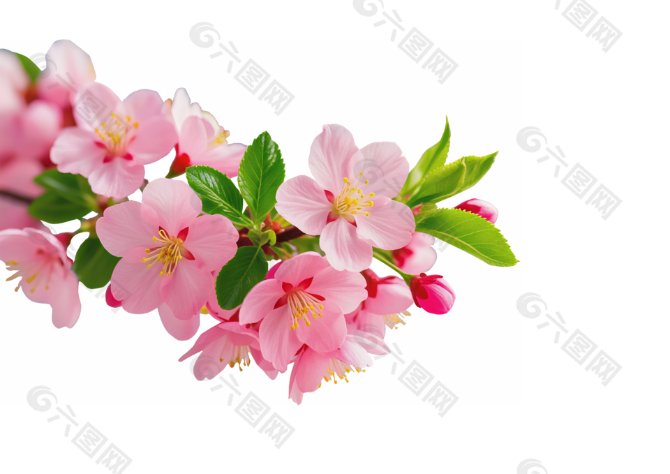 一簇桃花花枝