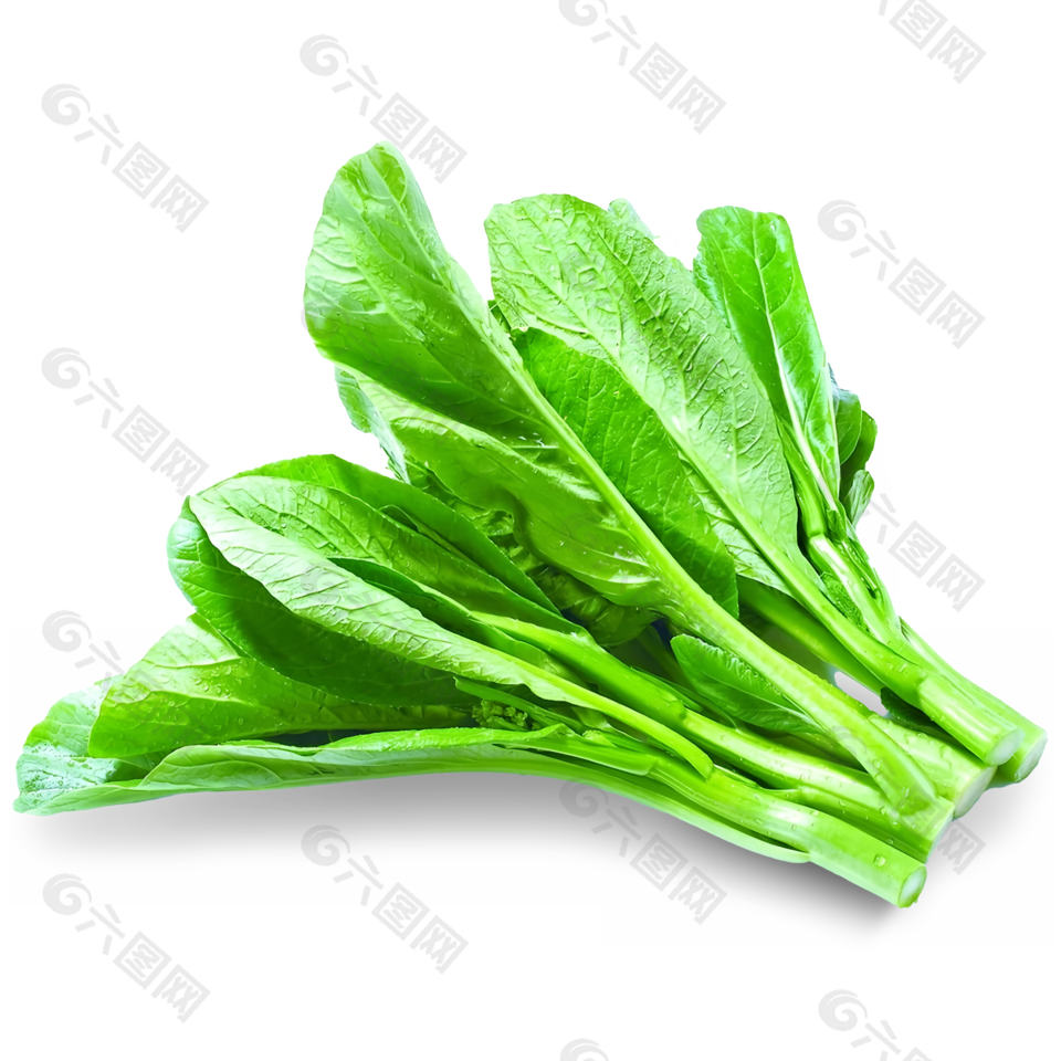 綠色有機(jī)蔬菜青菜菜心