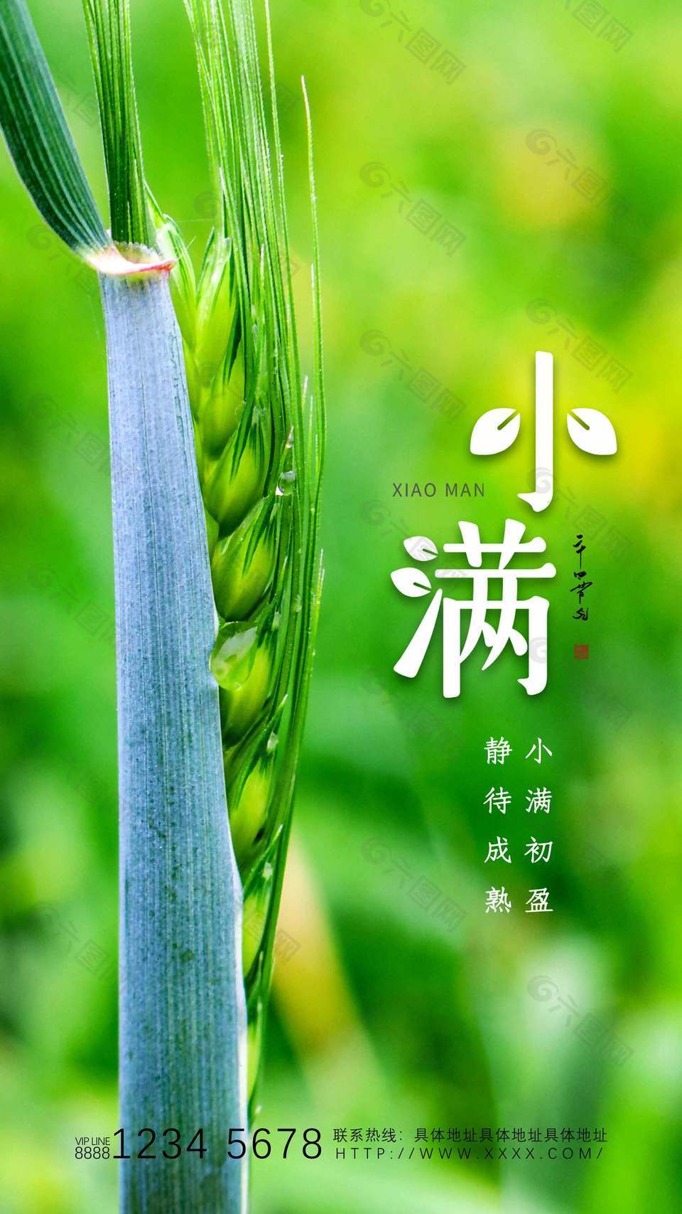 小滿節(jié)氣麥穗攝影圖背景綠色海報