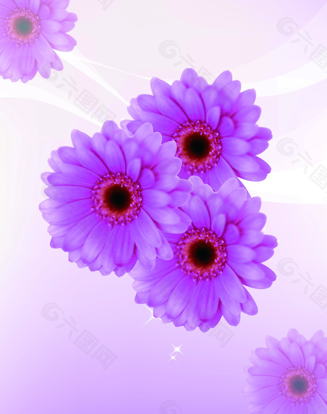 紫色菊花移门图片