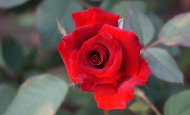丝绒红玫瑰图片