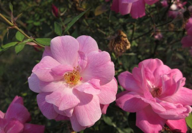 两朵粉红色玫瑰花图片