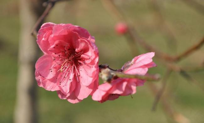 春季 桃花盛开图片