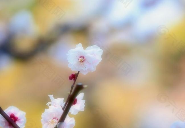 春季桃花摄影图片