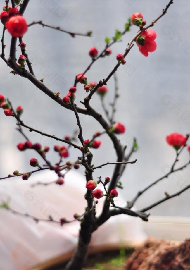春季赏梅 独树一帜图片