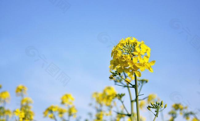 春日油菜花图片