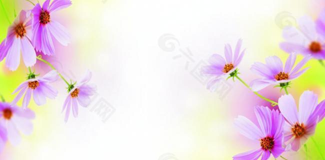 雏菊图片
