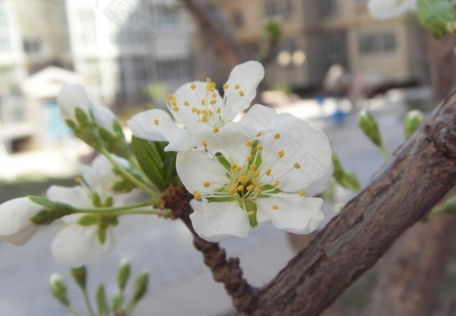 春天杏花图片