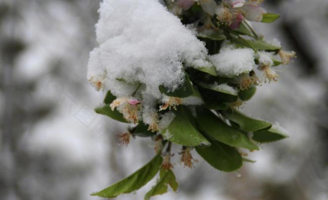 春天的雪图片