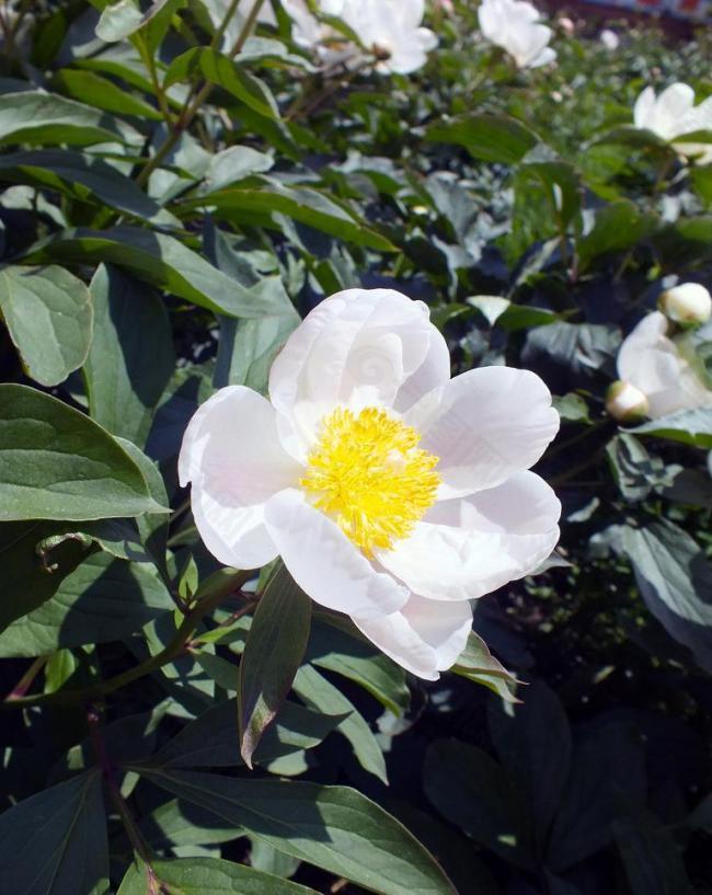 春天校园芍药花图片