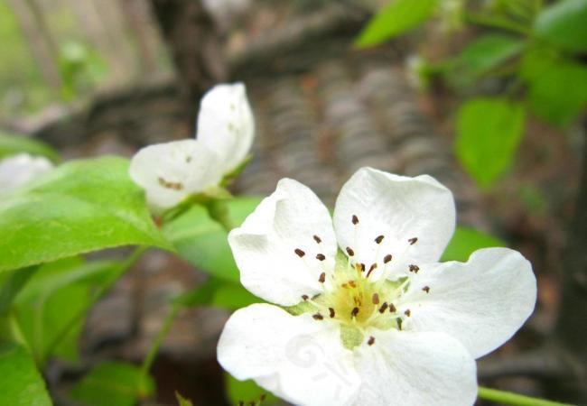 梨树 梨花 春天图片