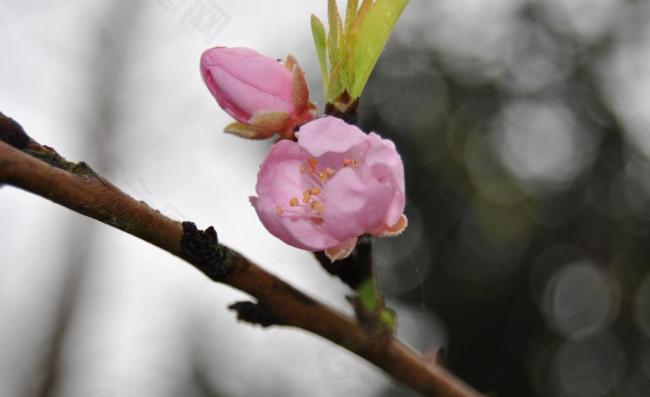 春天桃花 花蕾图片