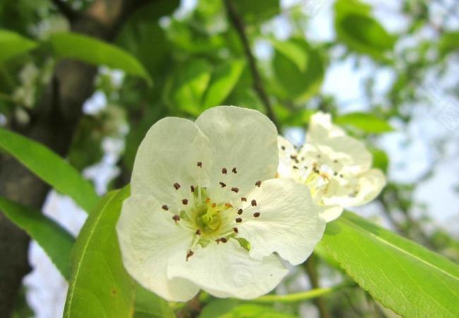 梨树 梨花 春天图片