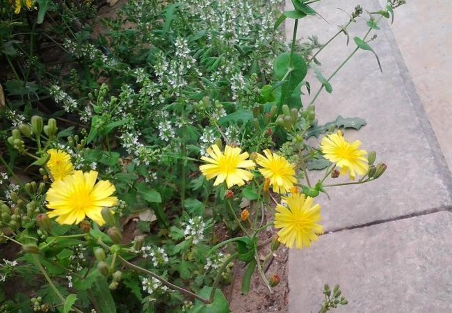 蒲公英 花朵 春天 绿草 小花 草地 黄色花朵图片
