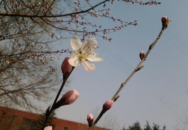 桃花 花朵 春天 绿草 小图片