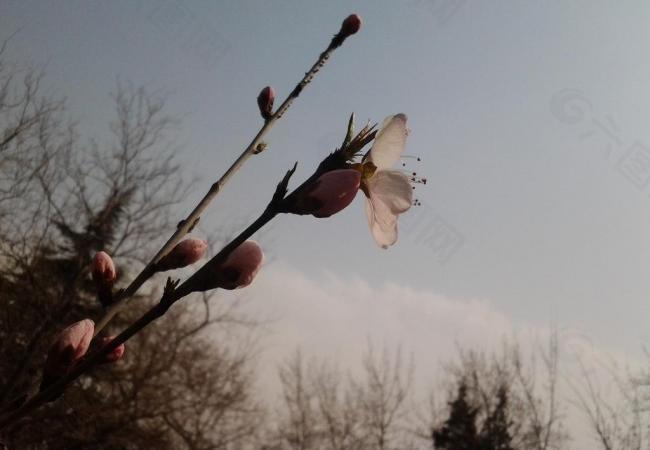 桃花 花朵 春天 绿草 小图片