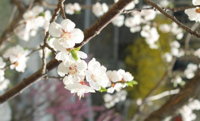 春天里的白桃花图片