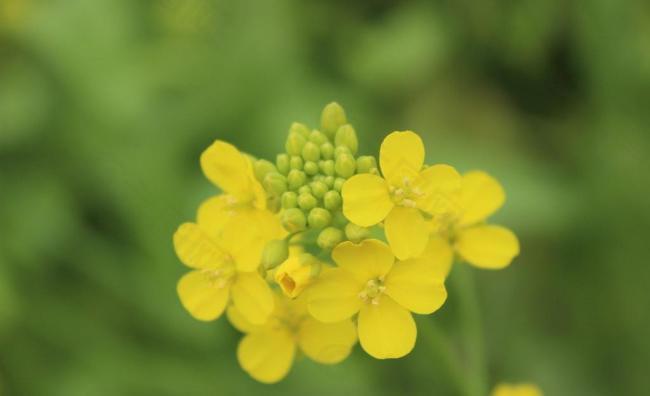 油菜花图片