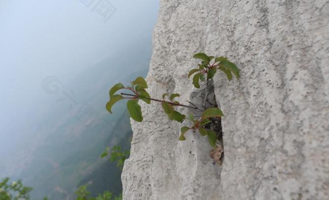 悬崖 花草图片